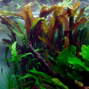 Cryptocoryne Usteriana en pot2.jpg