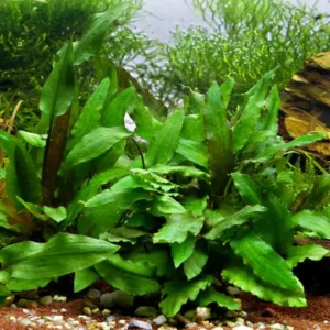 Cryptocoryne wendtii green en pot plante aquarium.jpg 1