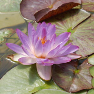 DSC 0045 3 scaled