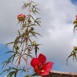 DSC 0210 2