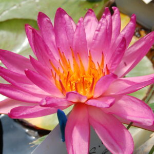 DSC 0308 1 1 scaled