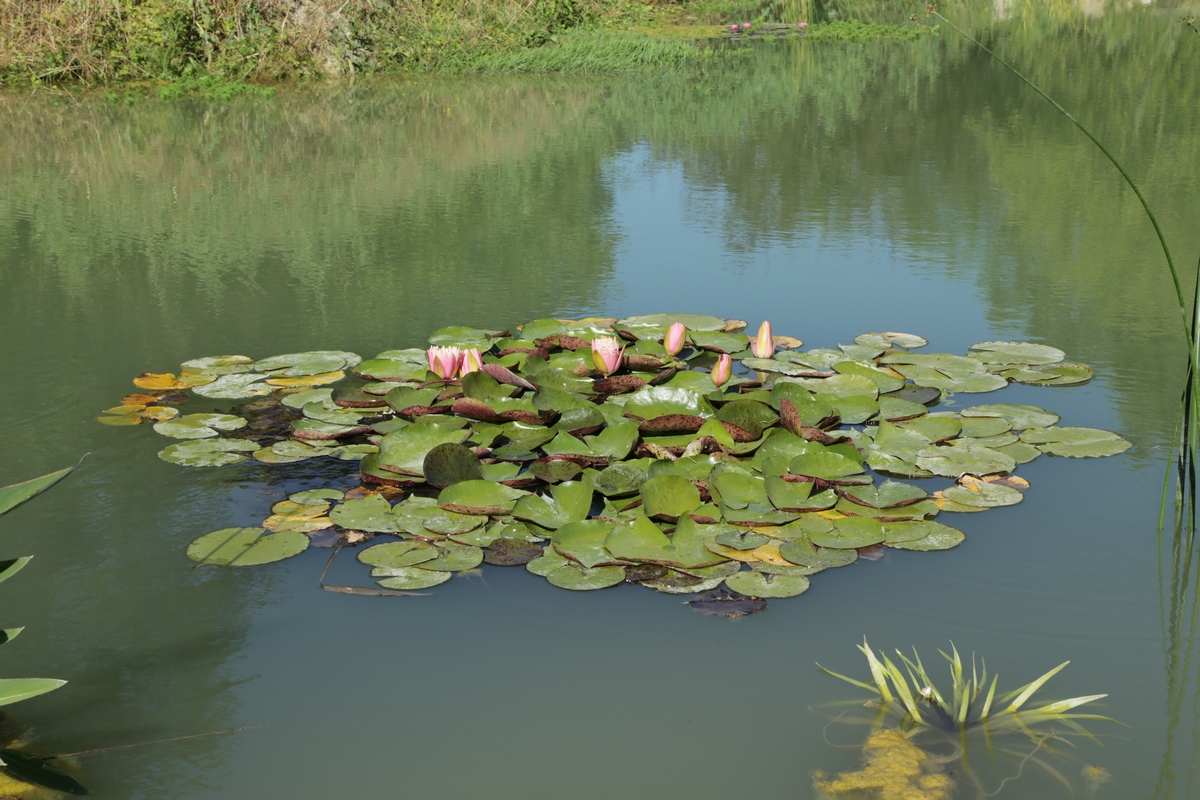 IMG 0206 Copier