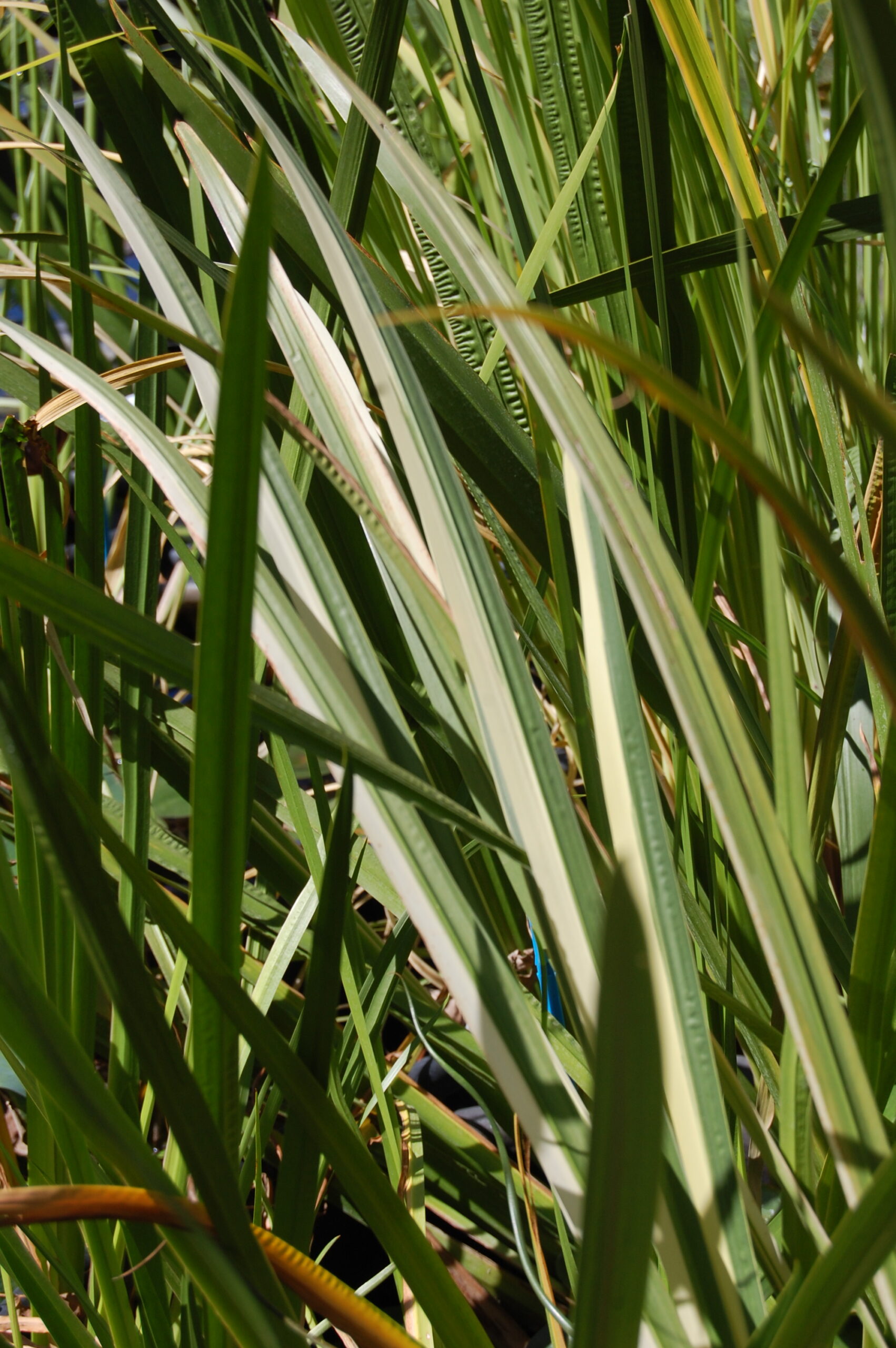 acheter Acore Calamus Variegatus for sale buy on line (1)