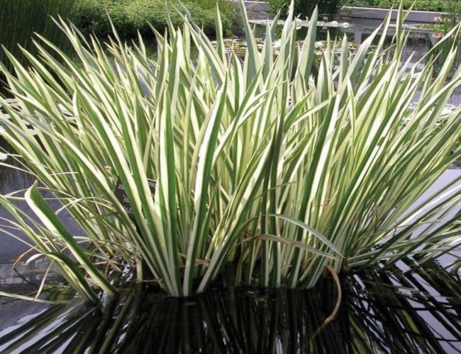 acheter Acore Calamus Variegatus for sale buy on line (2)