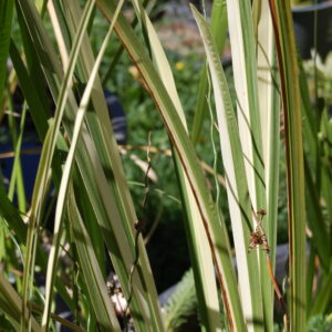 acheter Acore Calamus Variegatus for sale buy on line (5)