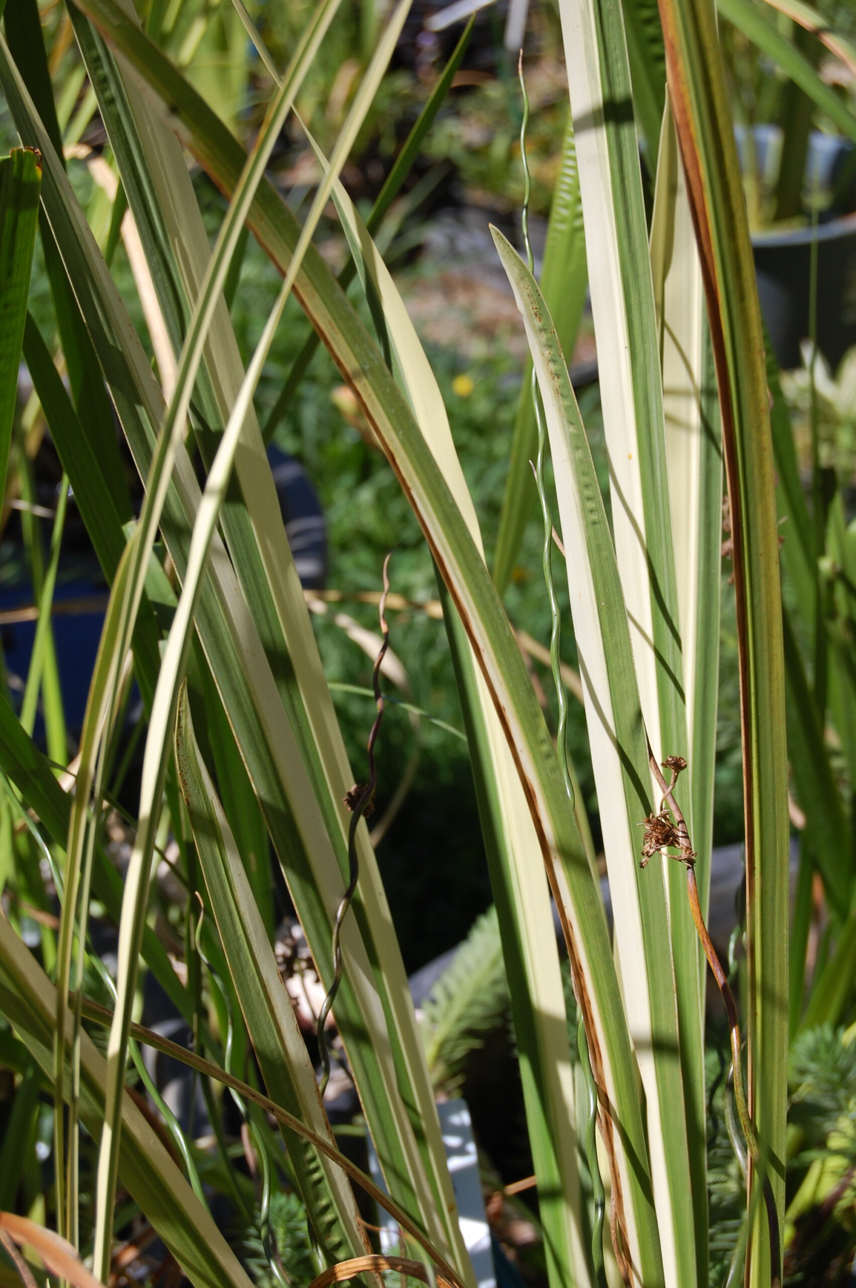 acheter Acore Calamus Variegatus for sale buy on line (5)