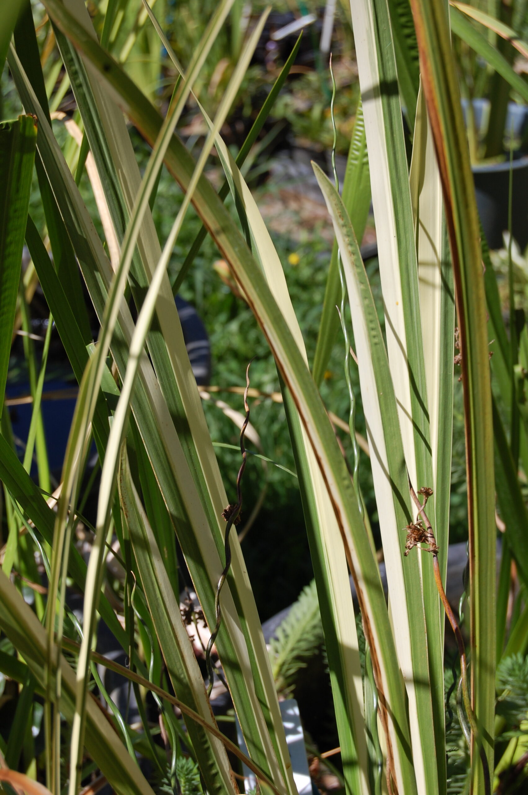 acheter Acore Calamus Variegatus for sale buy on line (6)
