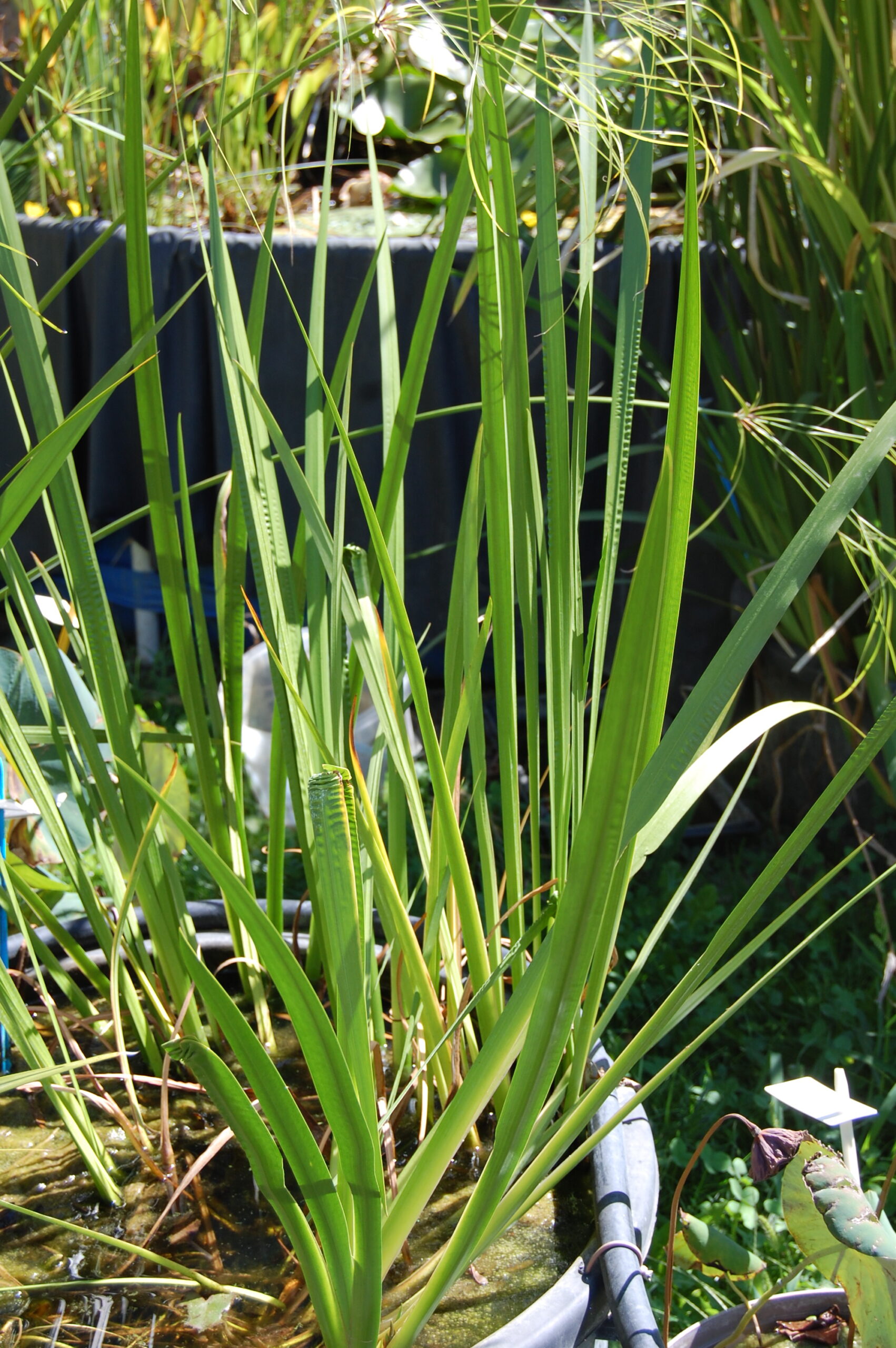 acheter Acorus Calamus vert for sale buy on line (1)