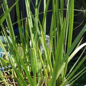 acheter Acorus Calamus vert for sale buy on line (2)