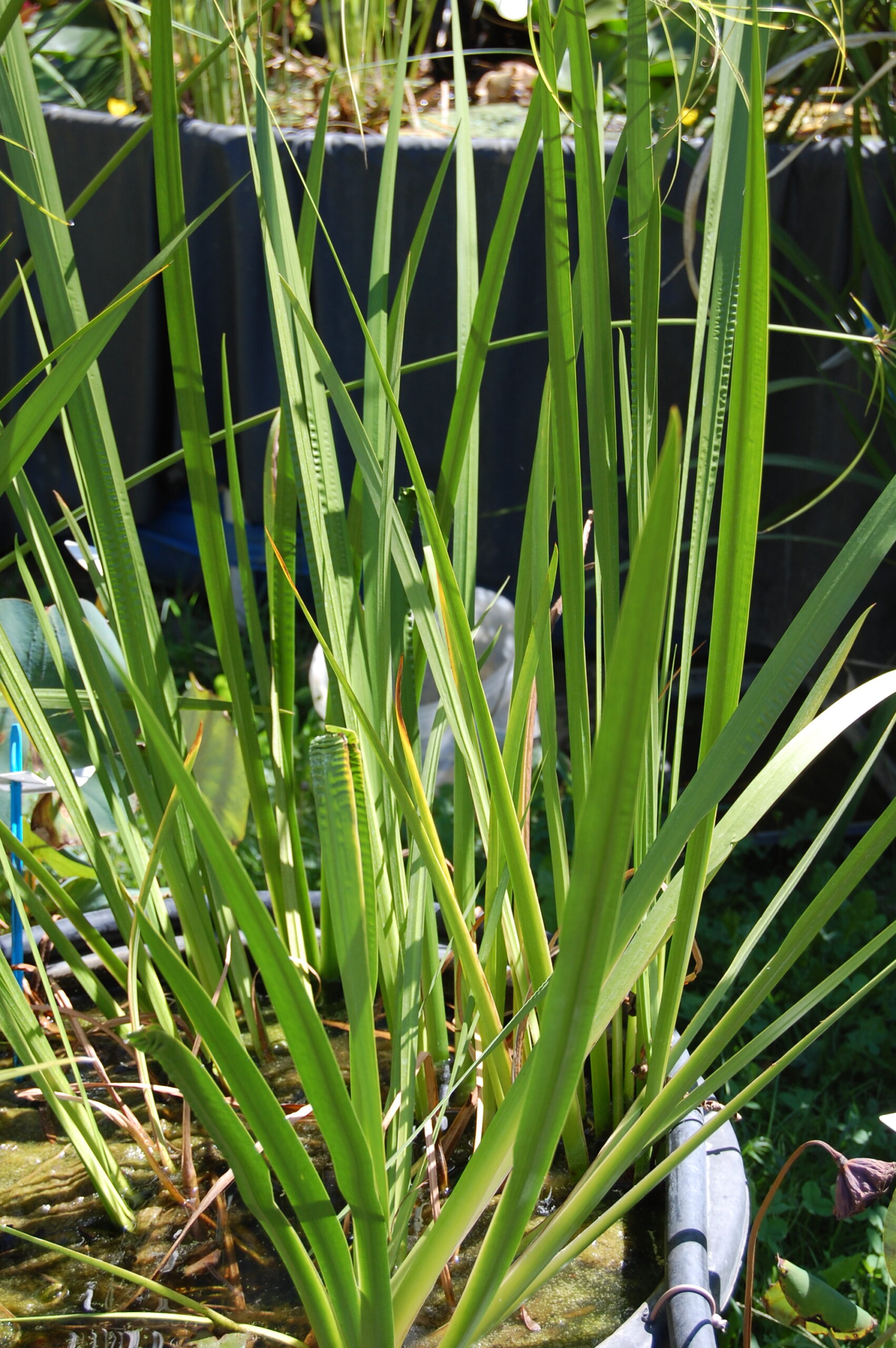 acheter Acorus Calamus vert for sale buy on line (2)