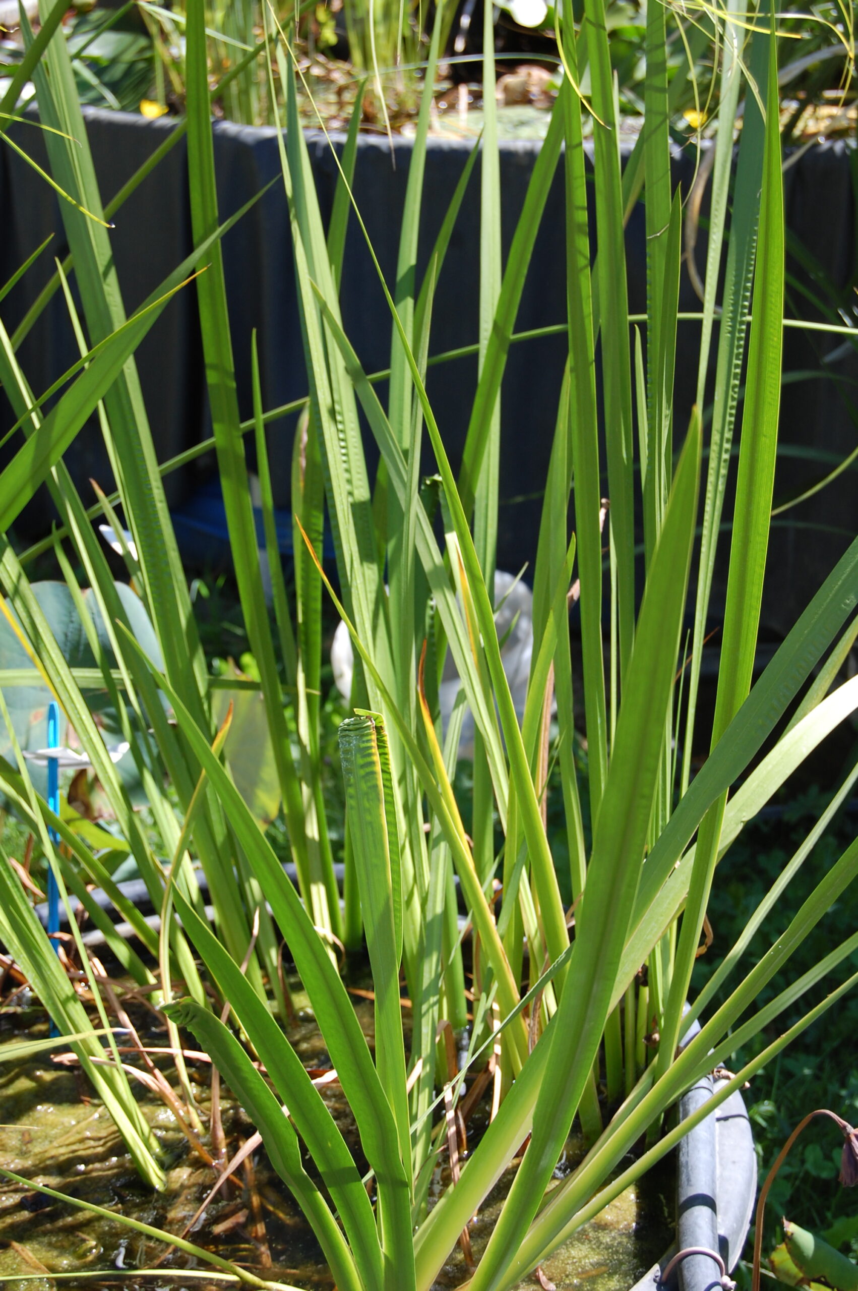 acheter Acorus Calamus vert for sale buy on line (3)