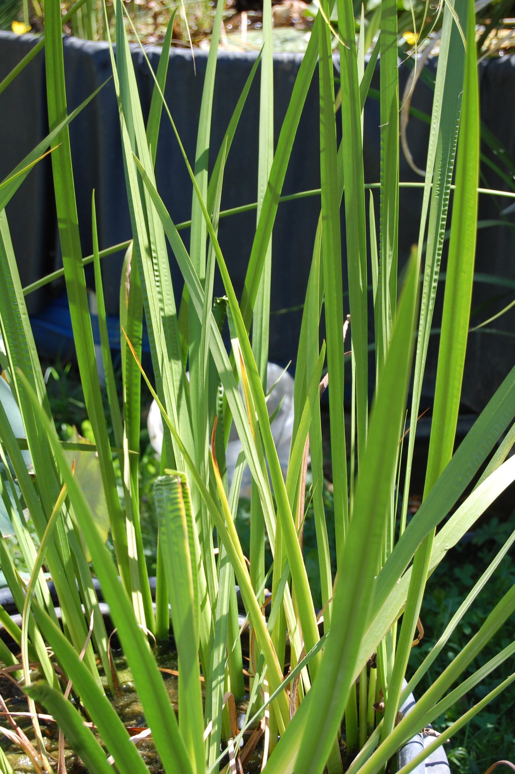 acheter Acorus Calamus vert for sale buy on line (4)