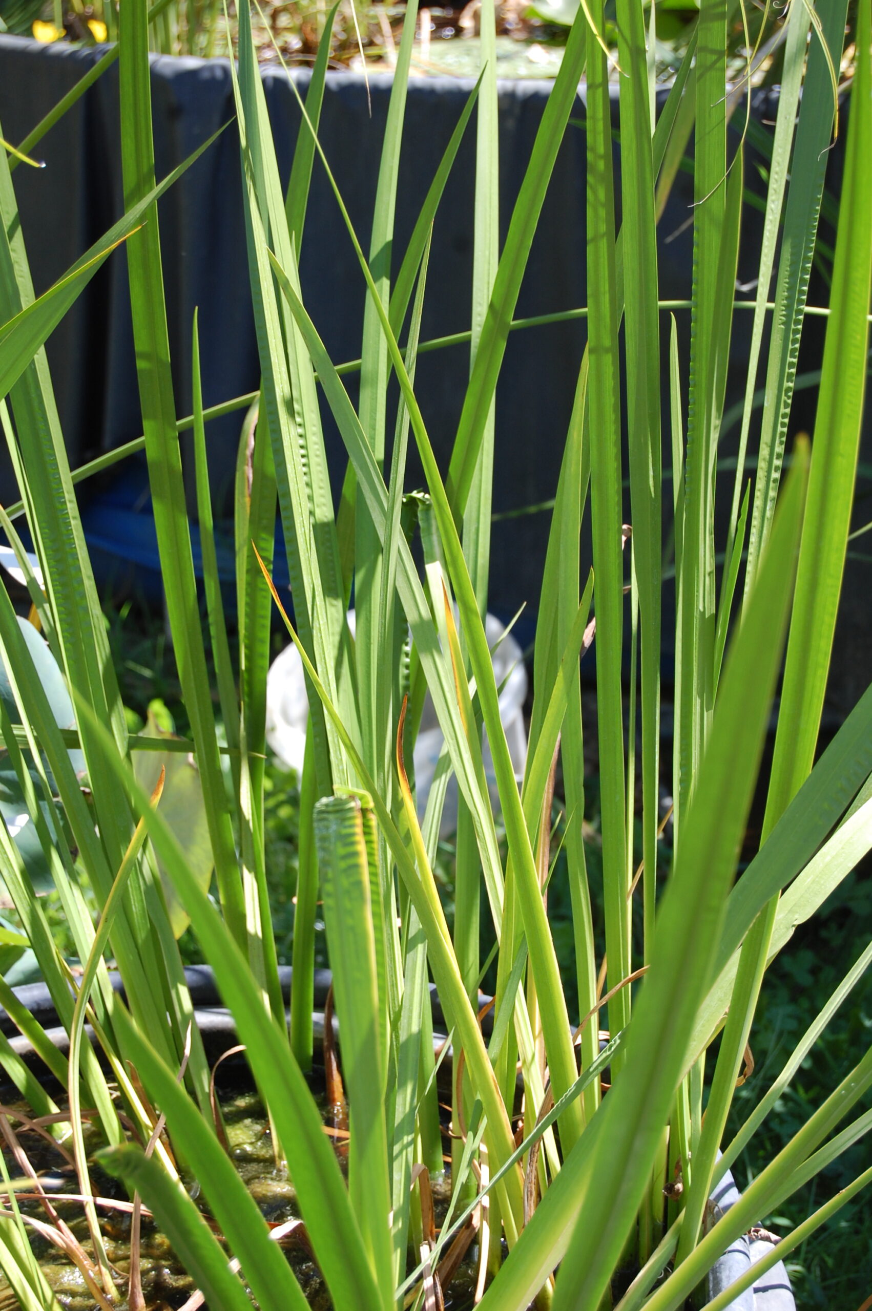 acheter Acorus Calamus vert for sale buy on line (5)