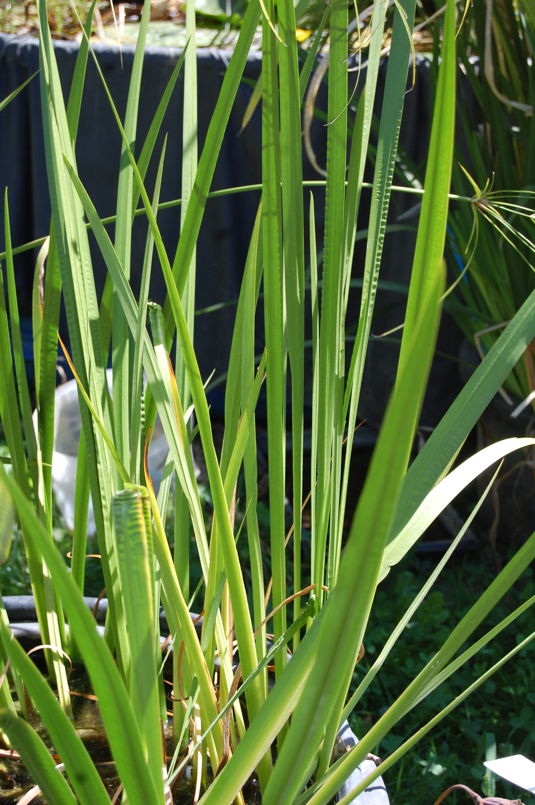 acheter Acorus Calamus vert for sale buy on line (6)