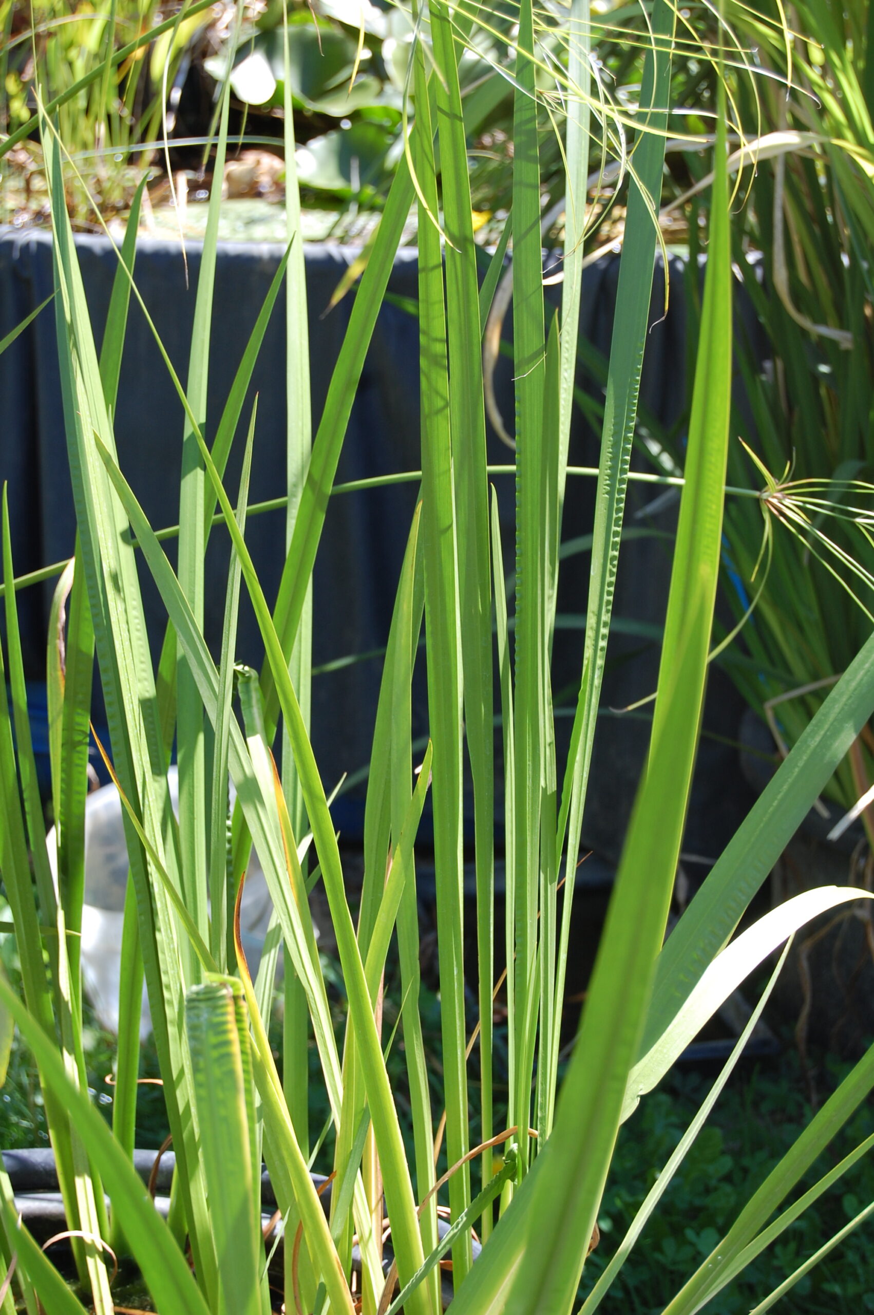 acheter Acorus Calamus vert for sale buy on line (7)