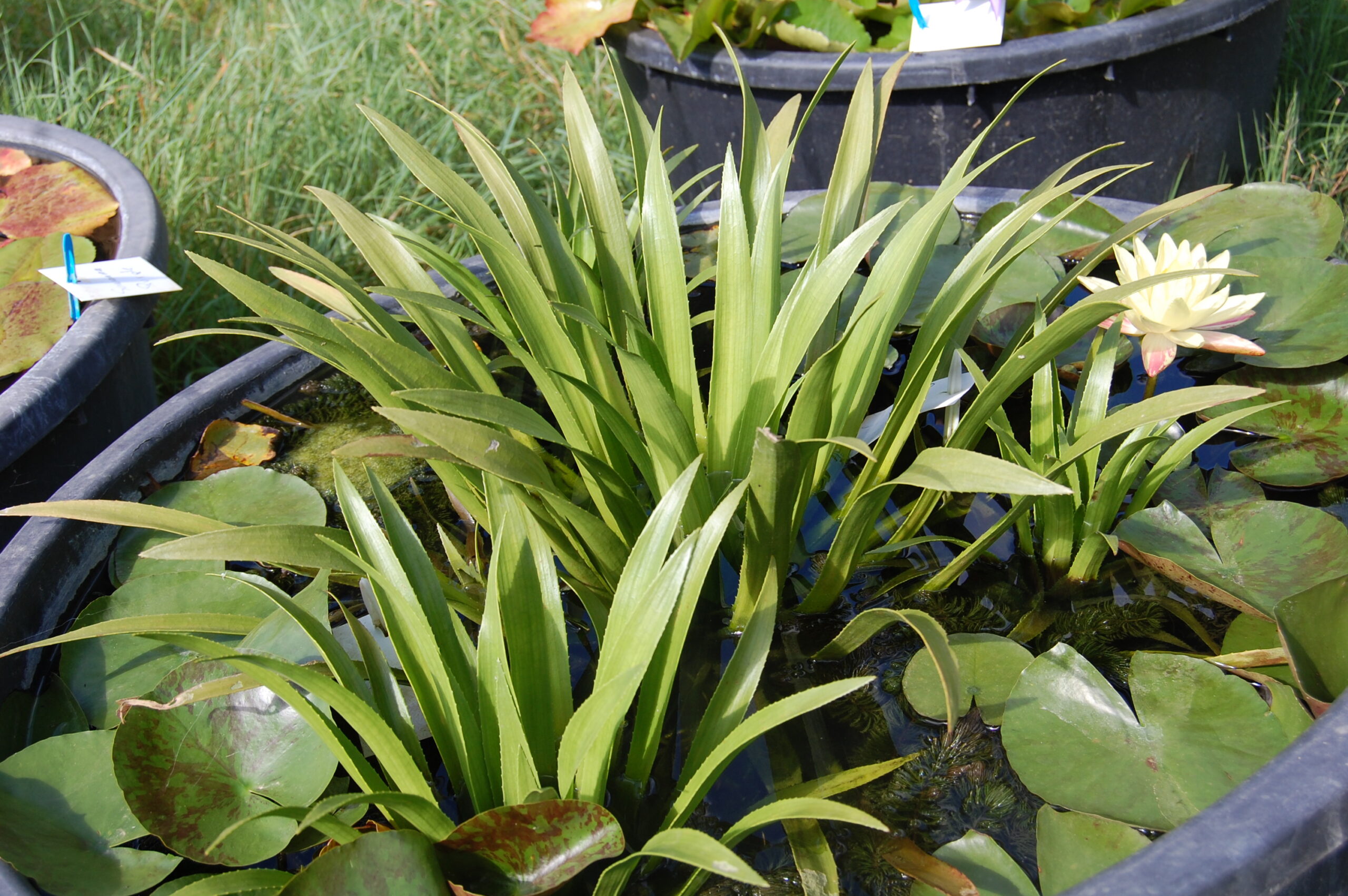 acheter Aloides Stratoides for sale buy on line (2) Copie