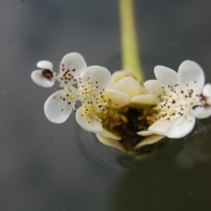 acheter Aponogeton Distachyos for sale buy on line