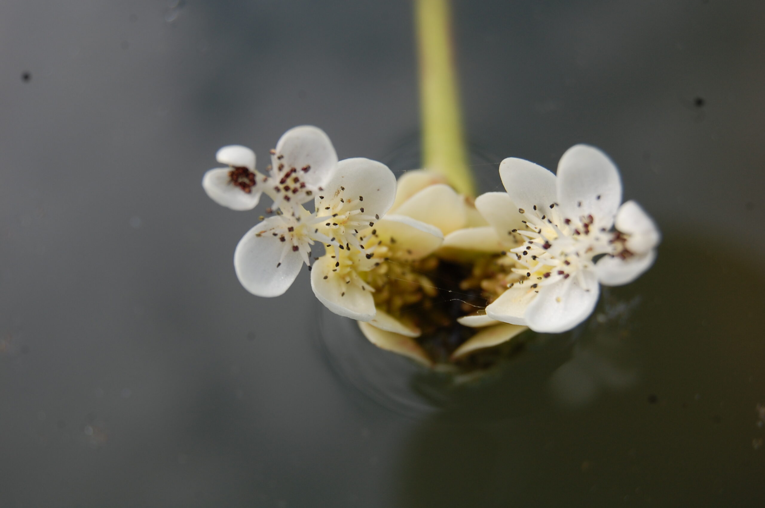acheter Aponogeton Distachyos for sale buy on line