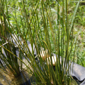 acheter Beaumea Rubiginosa for sale buy on line (1)