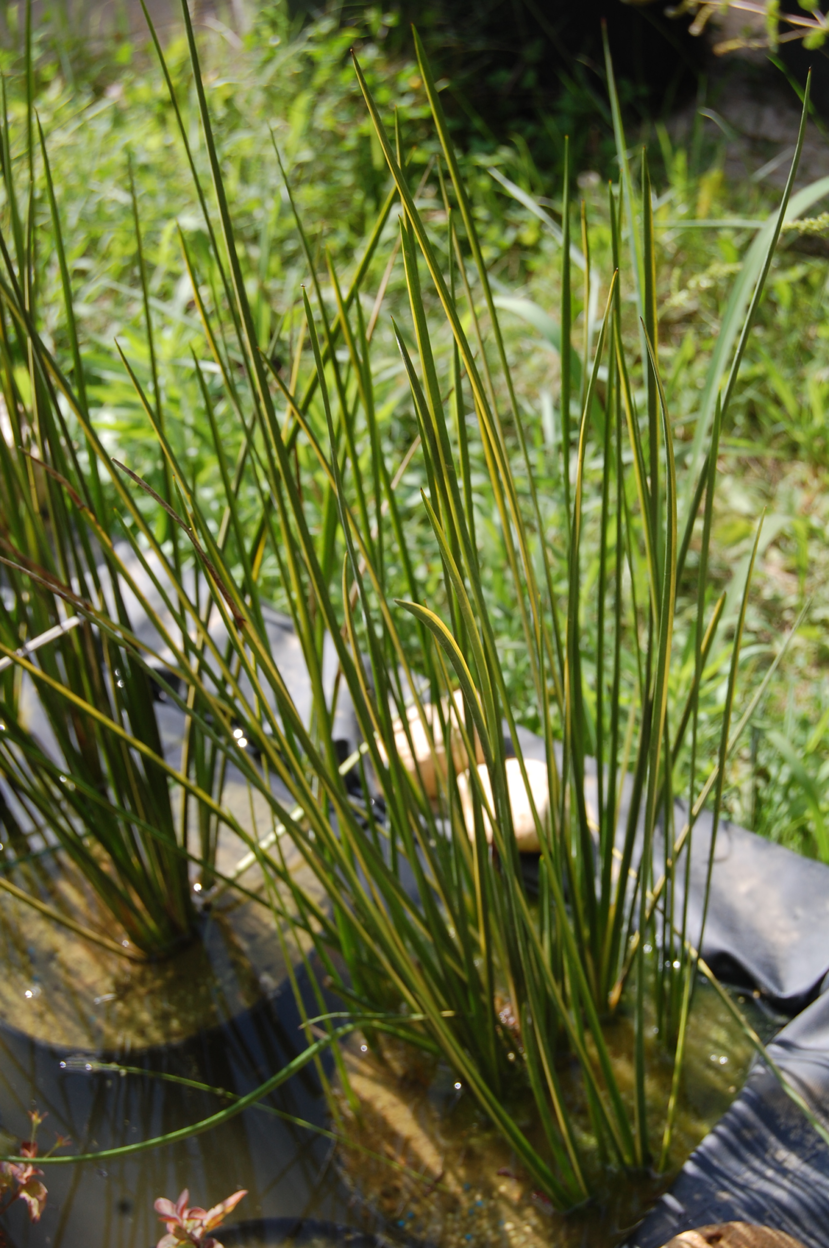 acheter Beaumea Rubiginosa for sale buy on line (1)