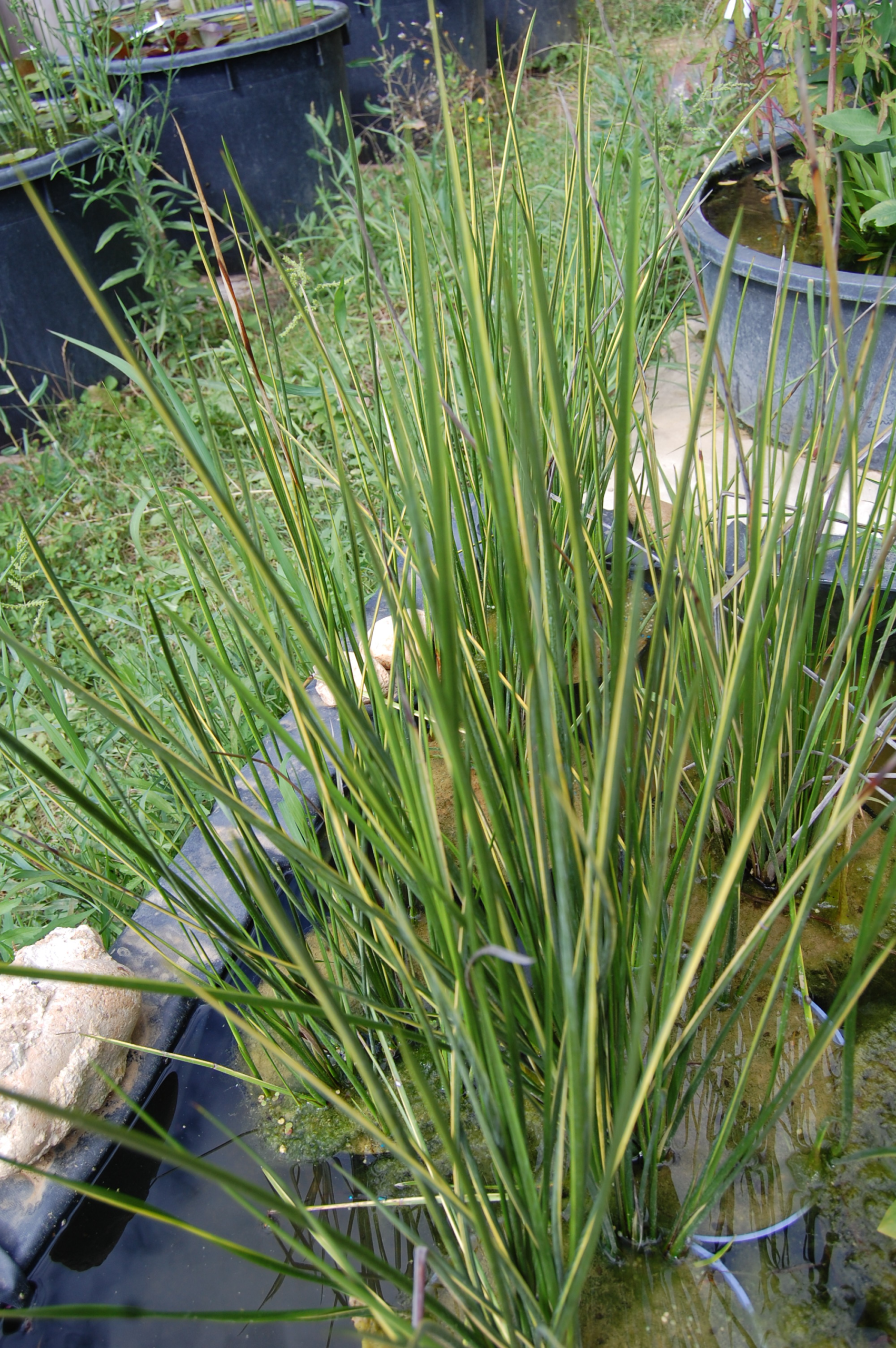 acheter Beaumea Rubiginosa for sale buy on line (3)
