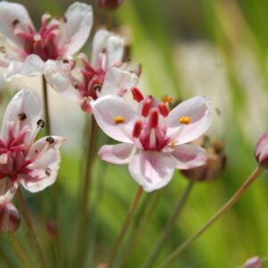acheter Butomus Umbellatus (jonc fleuri) for sale buy on line (17)
