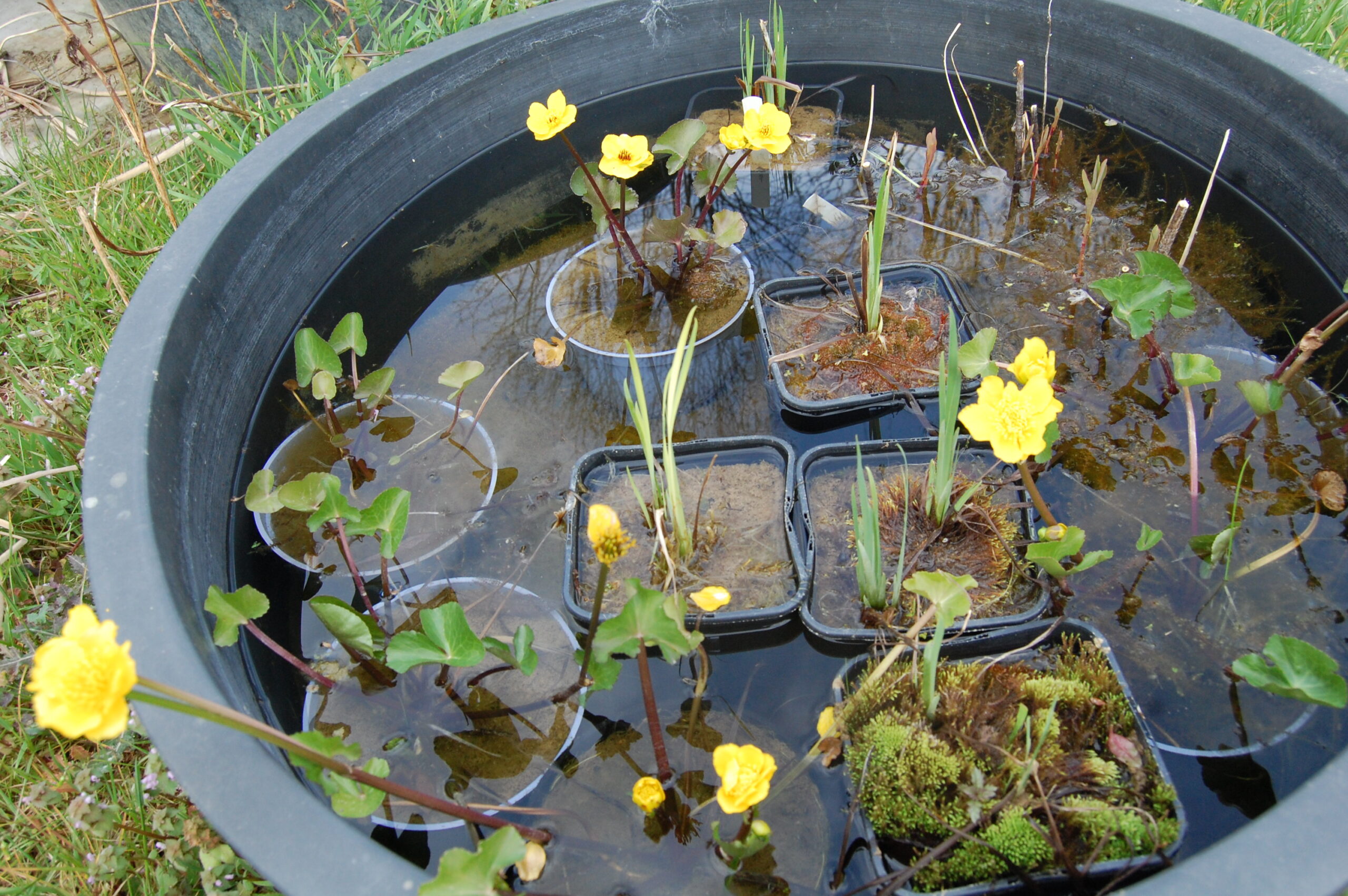 acheter Caltha Palustris for sale buy on line (1)