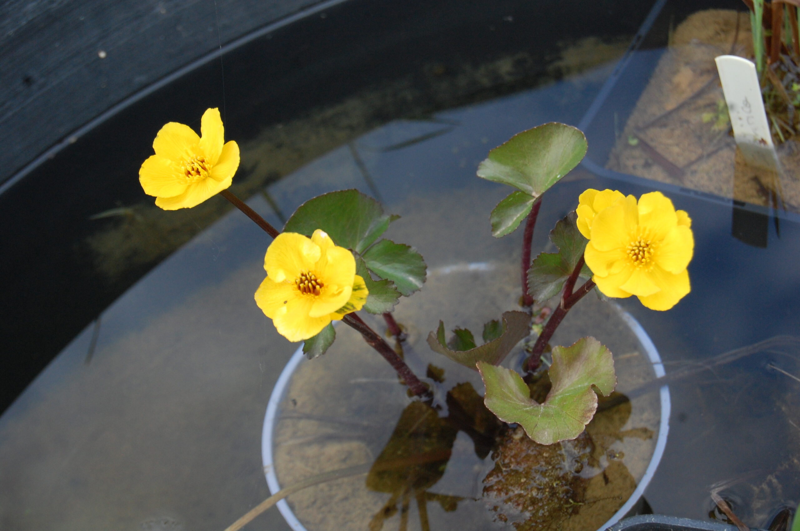acheter Caltha Palustris for sale buy on line (2)