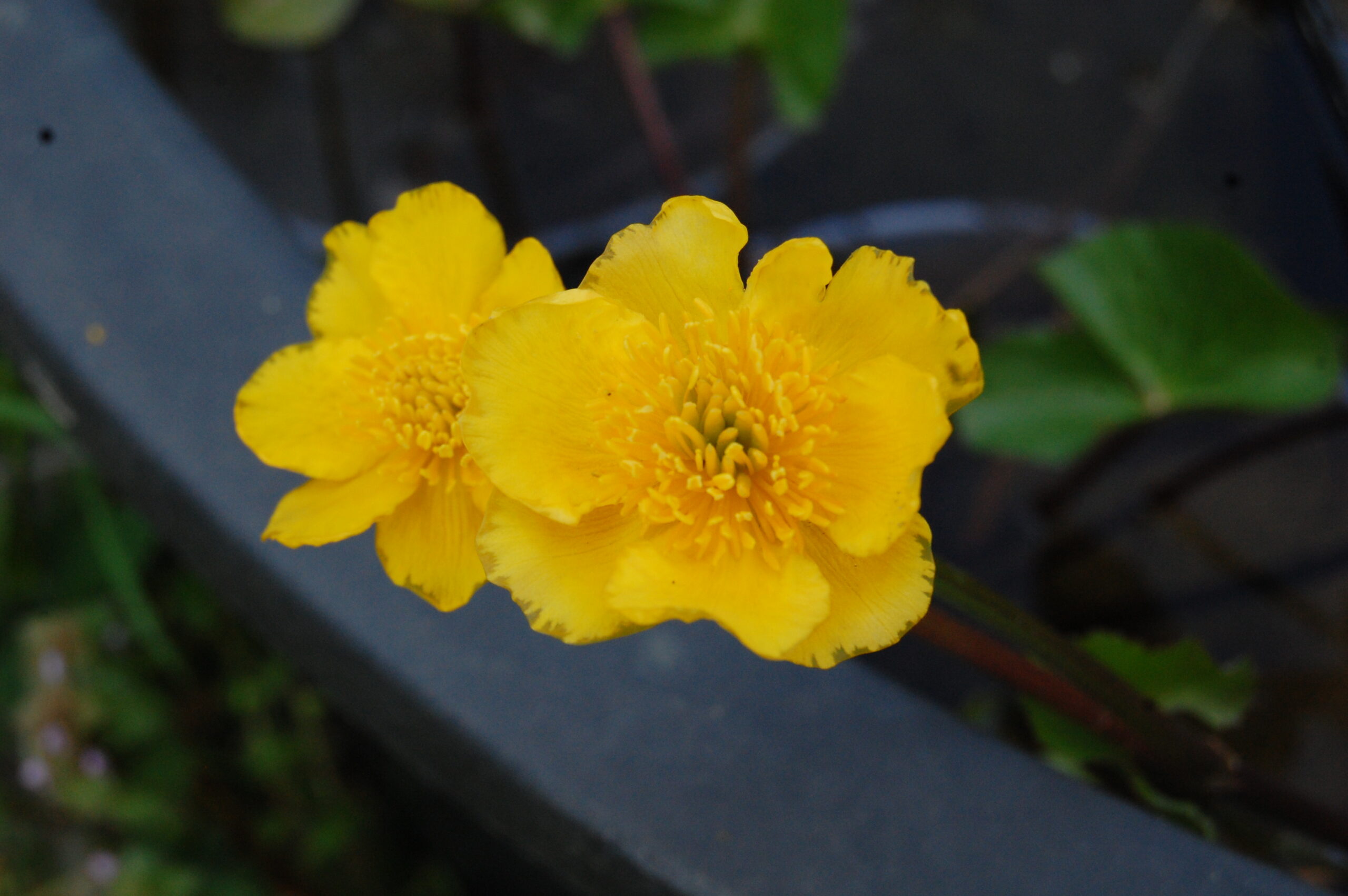 acheter Caltha Palustris for sale buy on line (3)