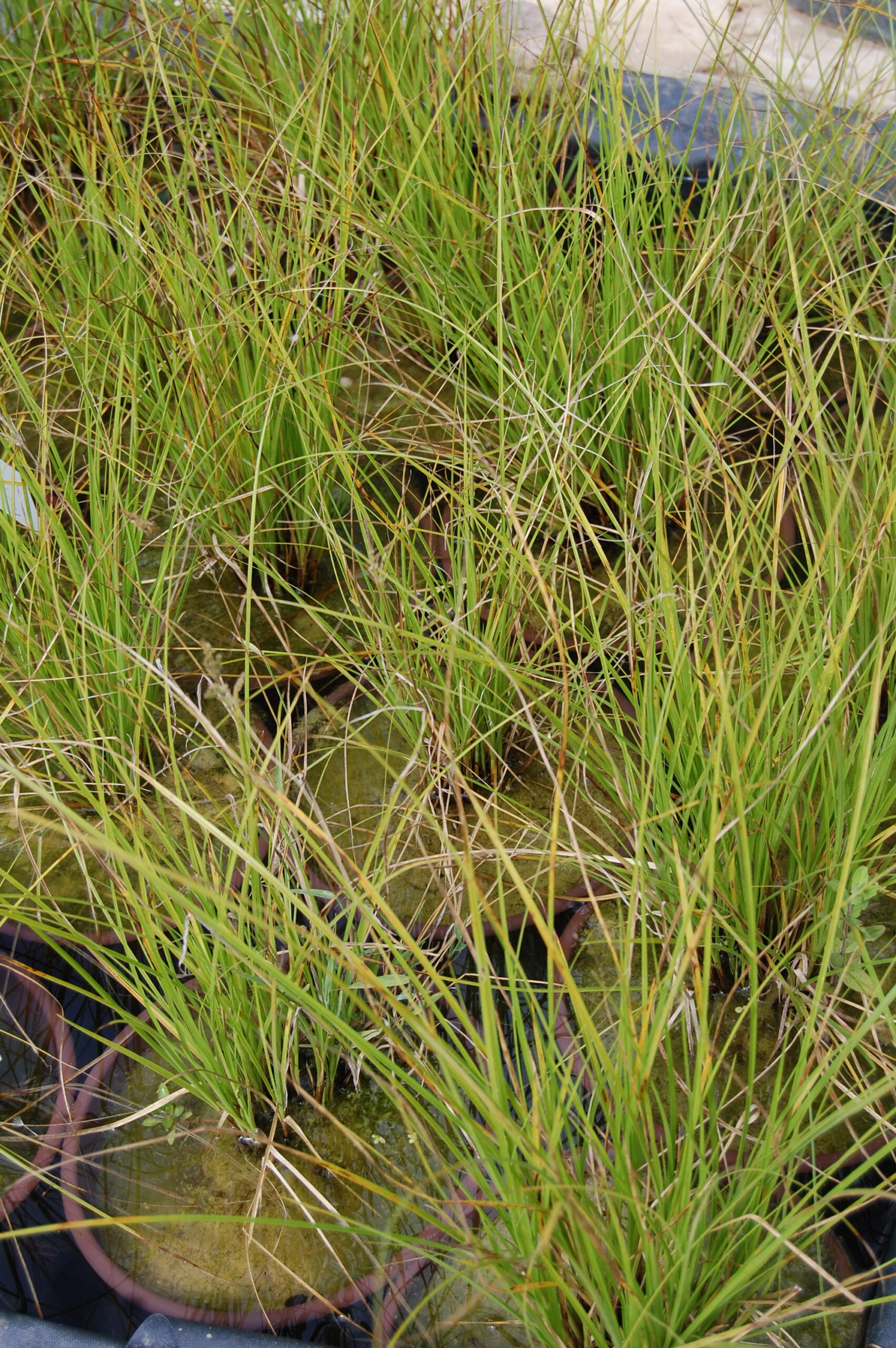 acheter Carex Paniculata fior sale buy on line