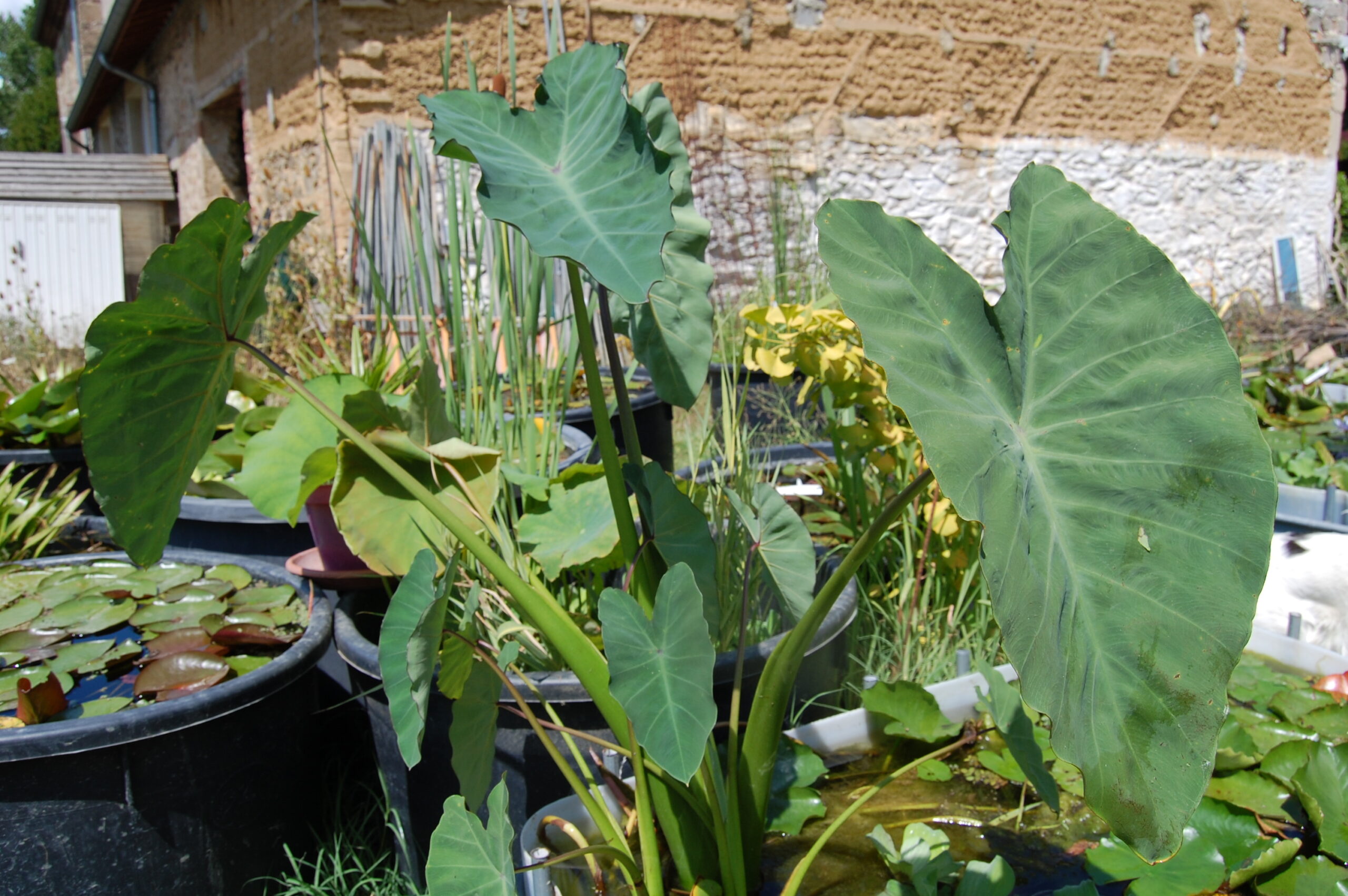 acheter Colocasia Esculenta for sale buy on line (1)