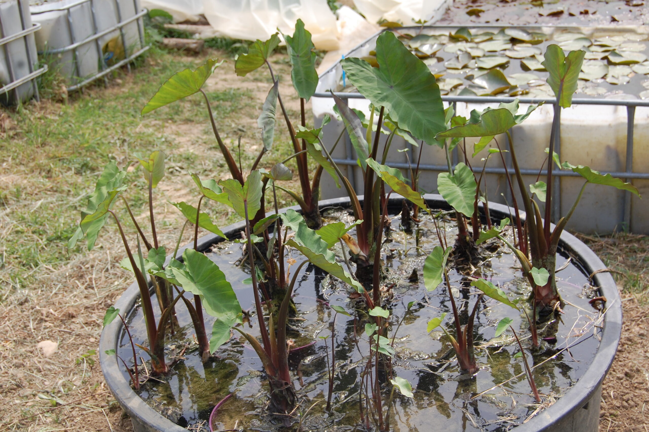 acheter Colocasia Esculenta for sale buy on line (14)