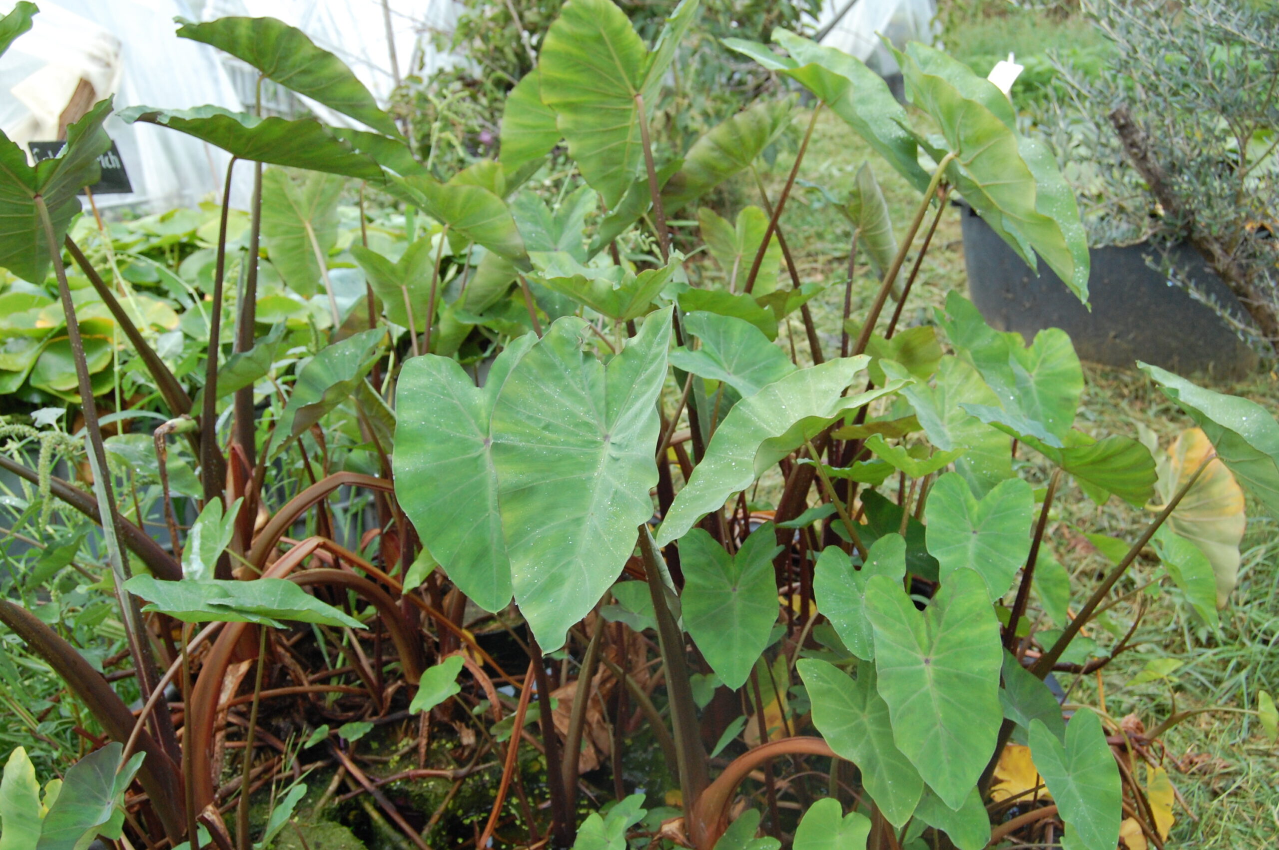 acheter Colocasia Esculenta for sale buy on line (15)