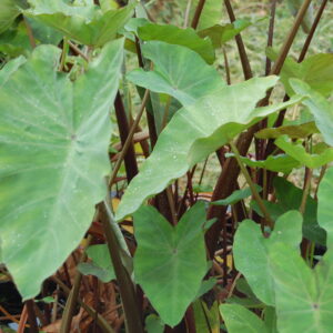 acheter Colocasia Esculenta for sale buy on line (17)