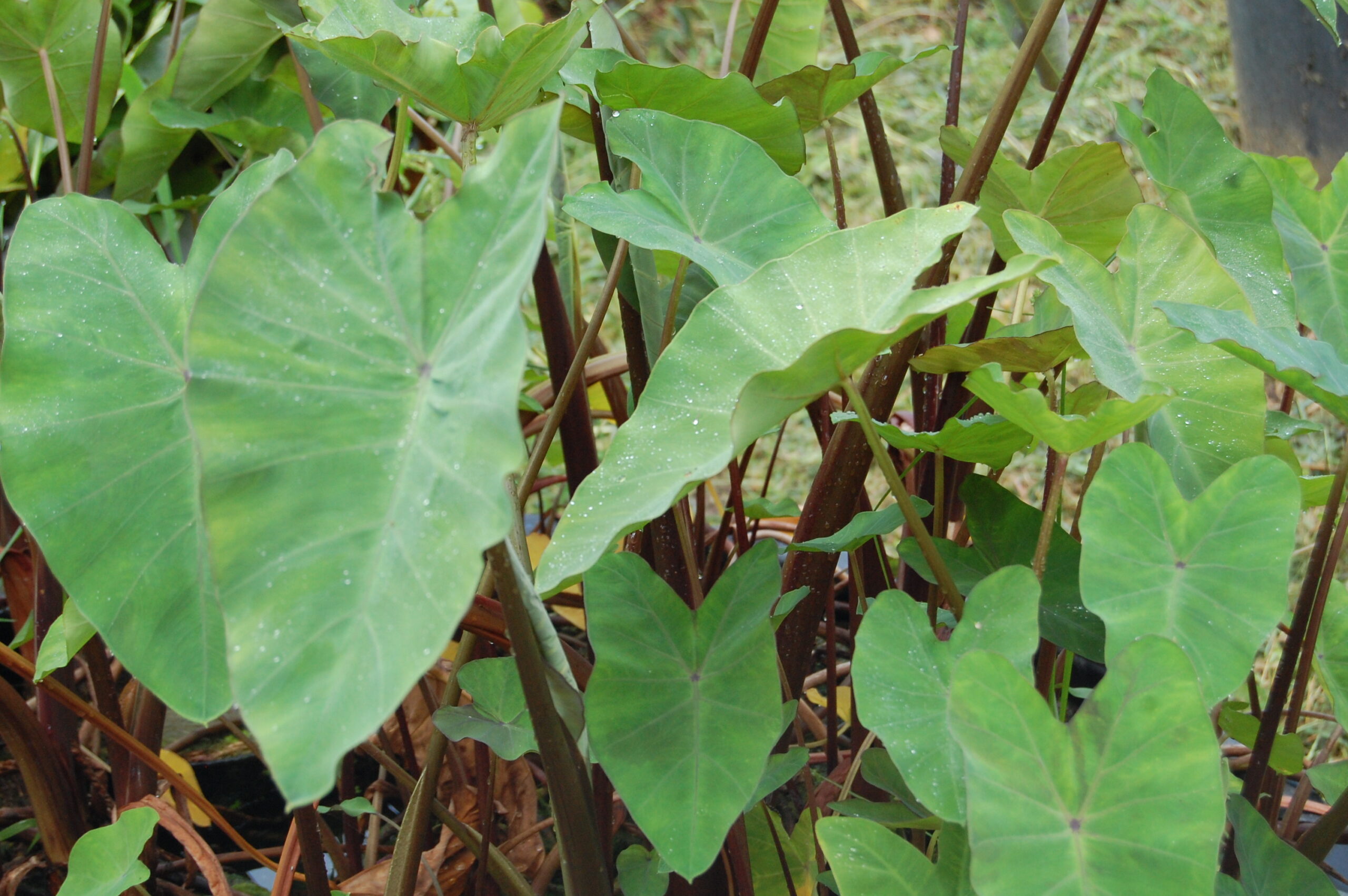 acheter Colocasia Esculenta for sale buy on line (17)