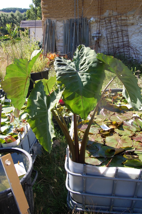 acheter Colocasia Esculenta for sale buy on line (20)