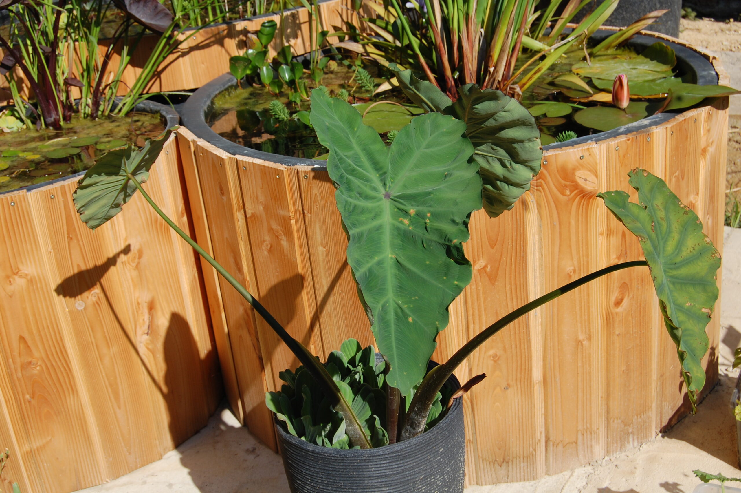 acheter Colocasia Esculenta for sale buy on line (23)