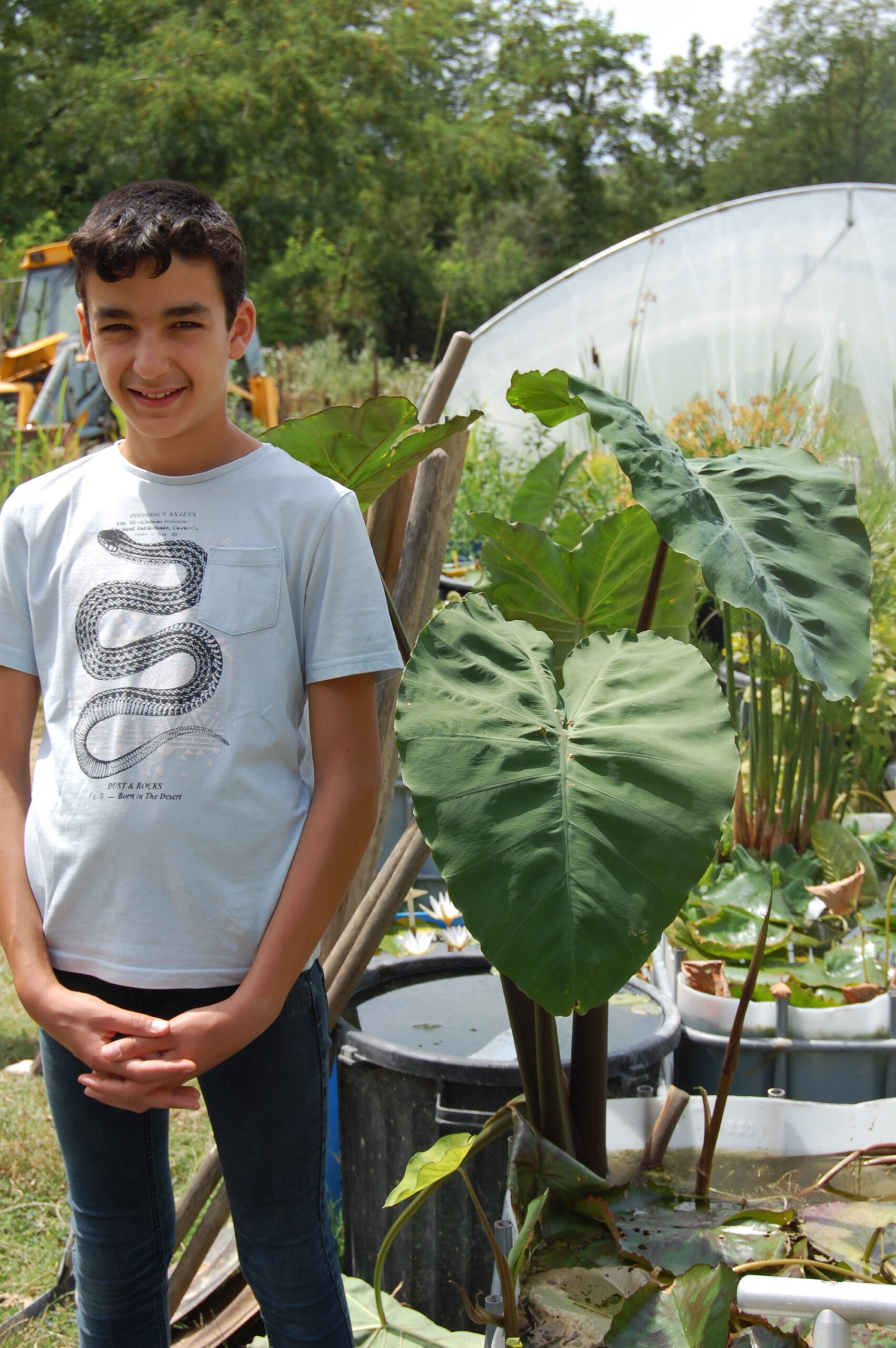 acheter Colocasia Esculenta for sale buy on line (27)