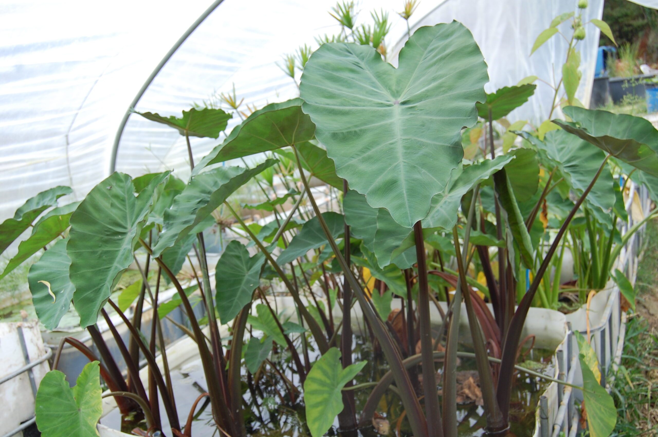 acheter Colocasia Esculenta for sale buy on line (28)