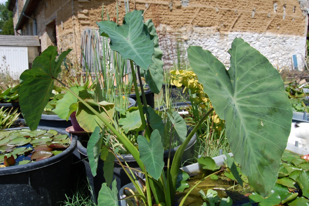 acheter Colocasia Esculenta for sale buy on line (29)