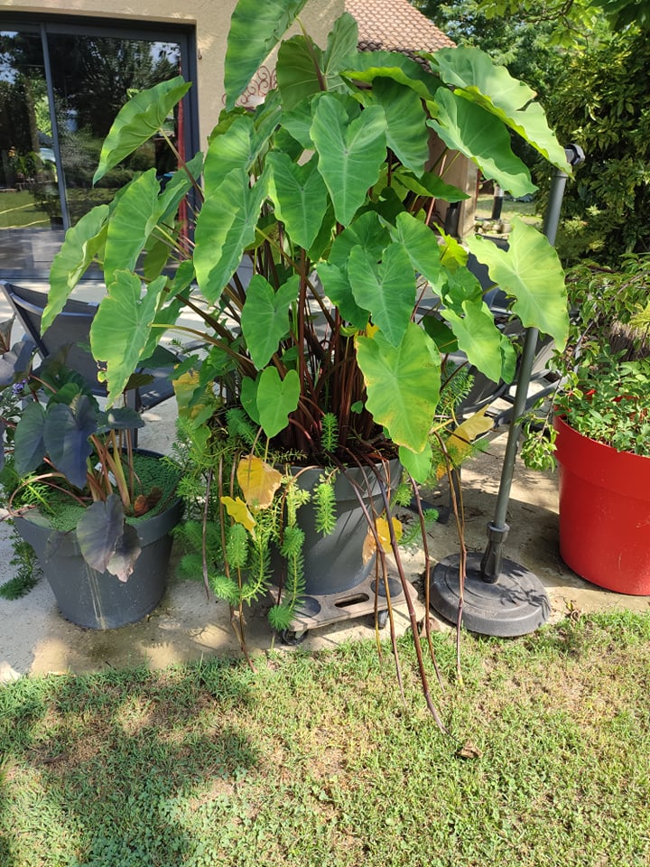 acheter Colocasia Esculenta for sale buy on line (6)
