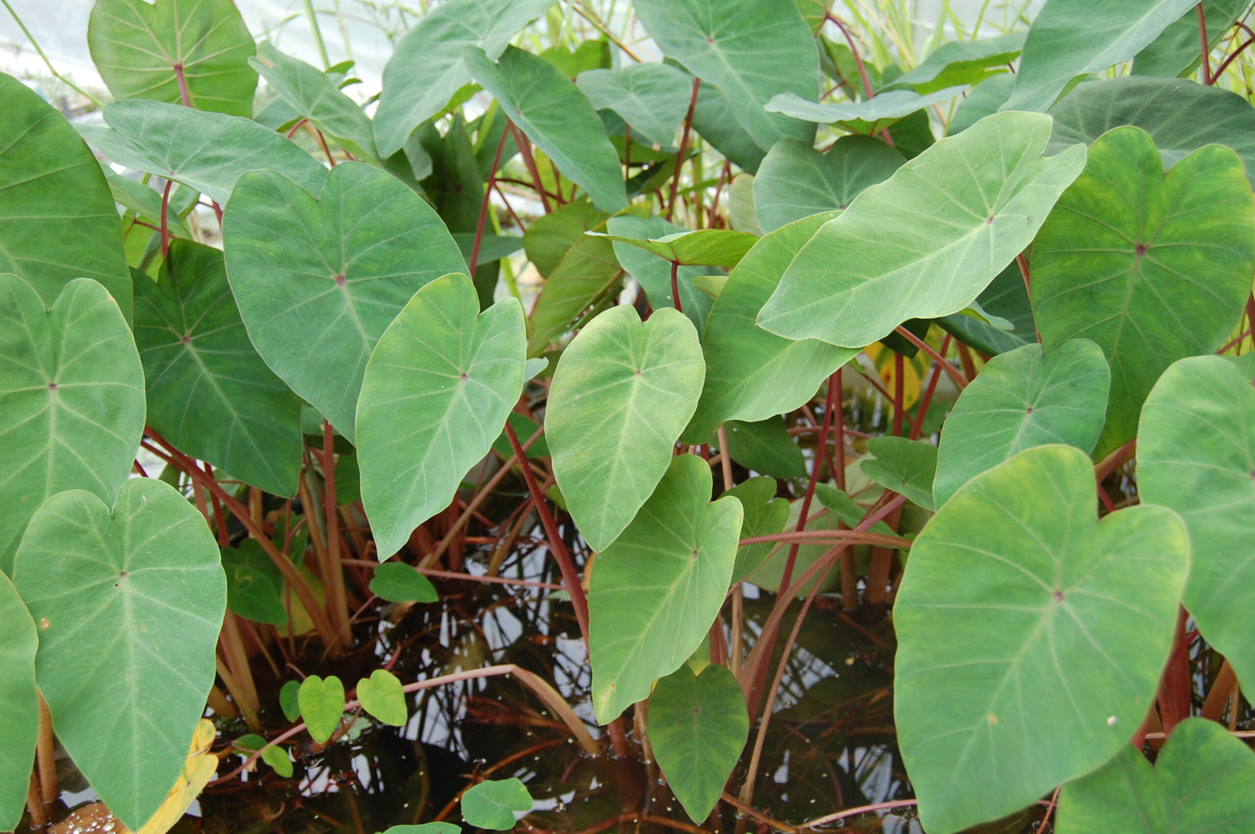 acheter Colocasia Pink China for sale buy on line (1)