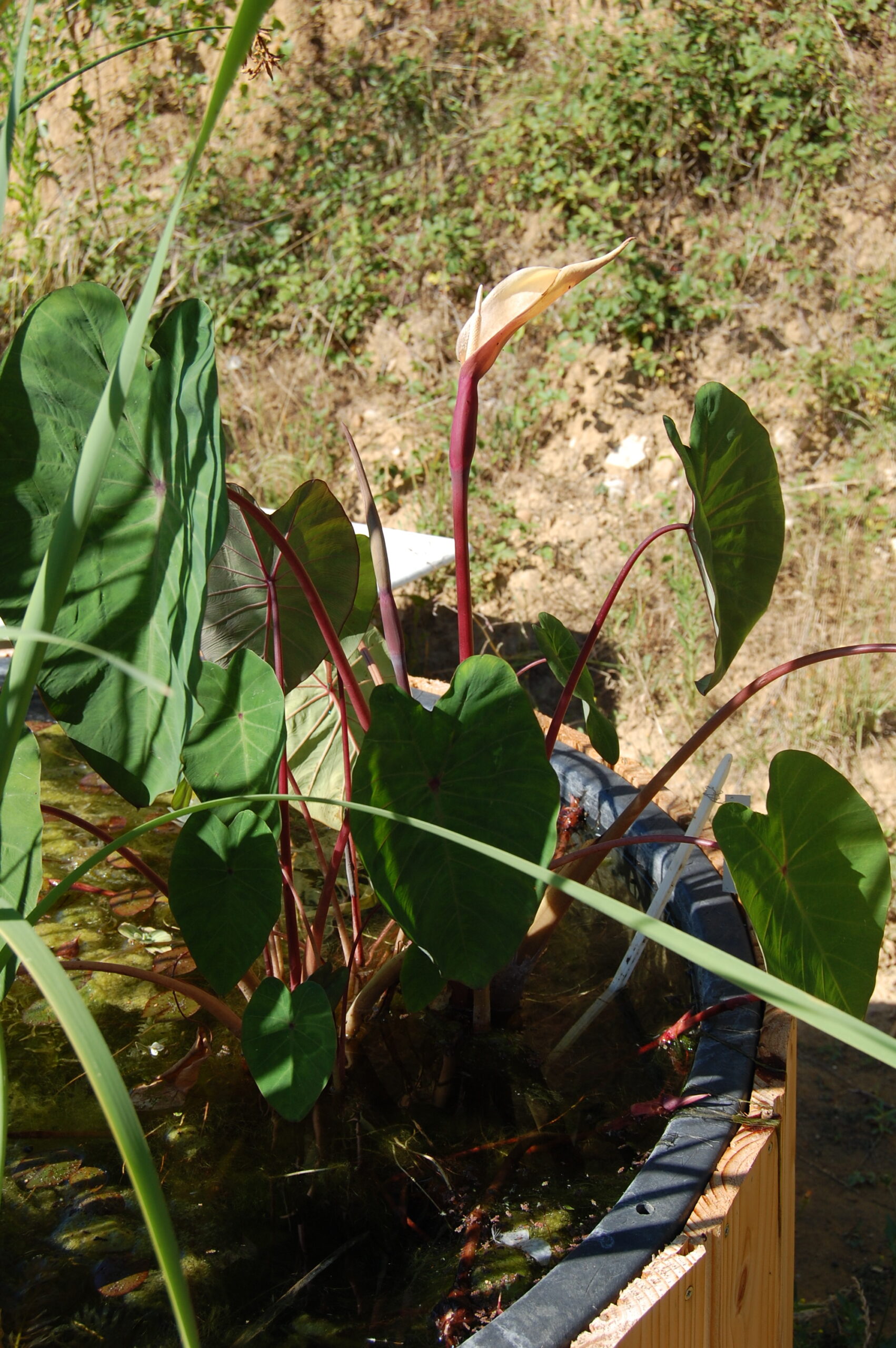 acheter Colocasia Pink China for sale buy on line (14)