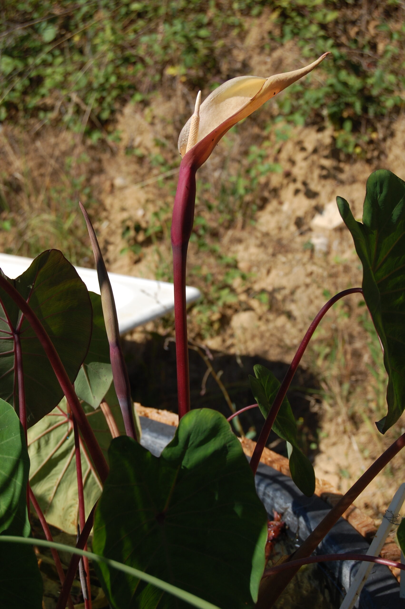 acheter Colocasia Pink China for sale buy on line (16)