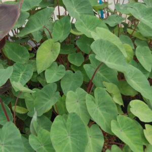 acheter Colocasia Pink China for sale buy on line (2)