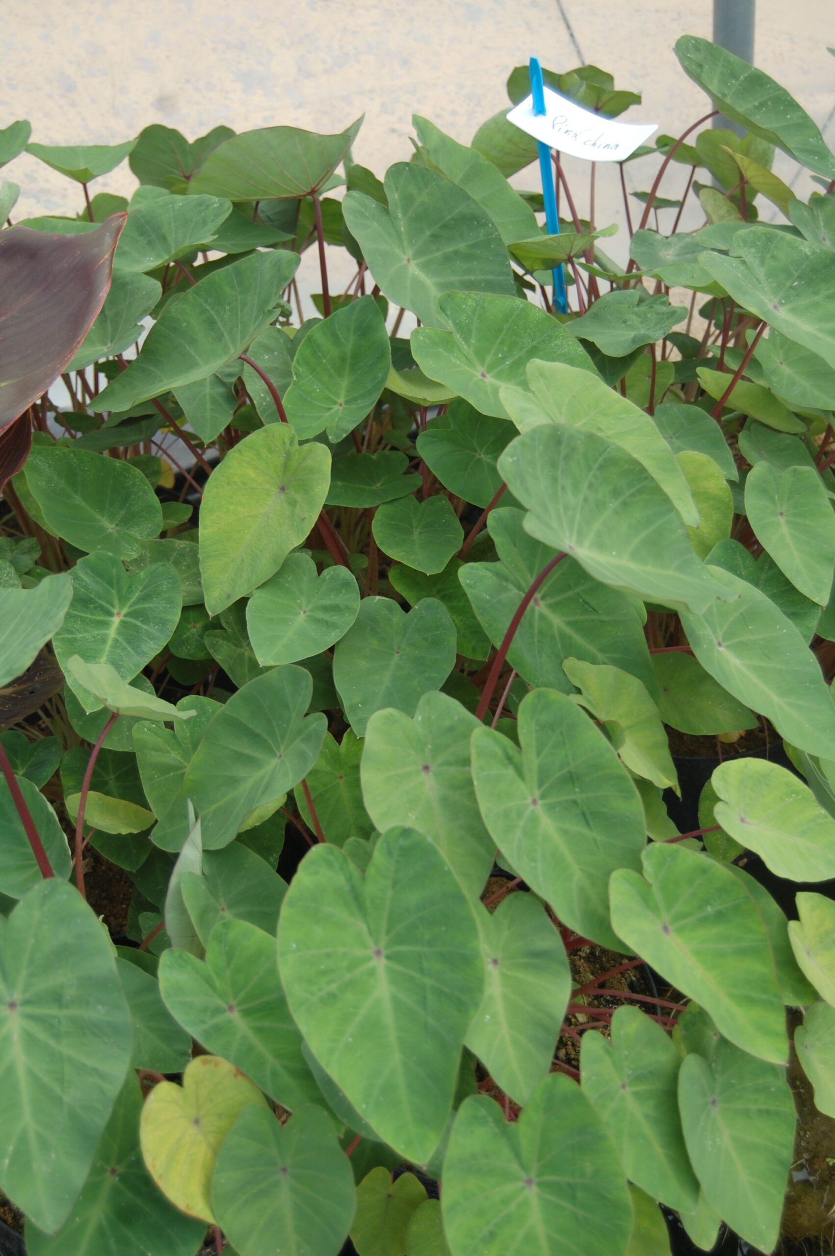 acheter Colocasia Pink China for sale buy on line (2)