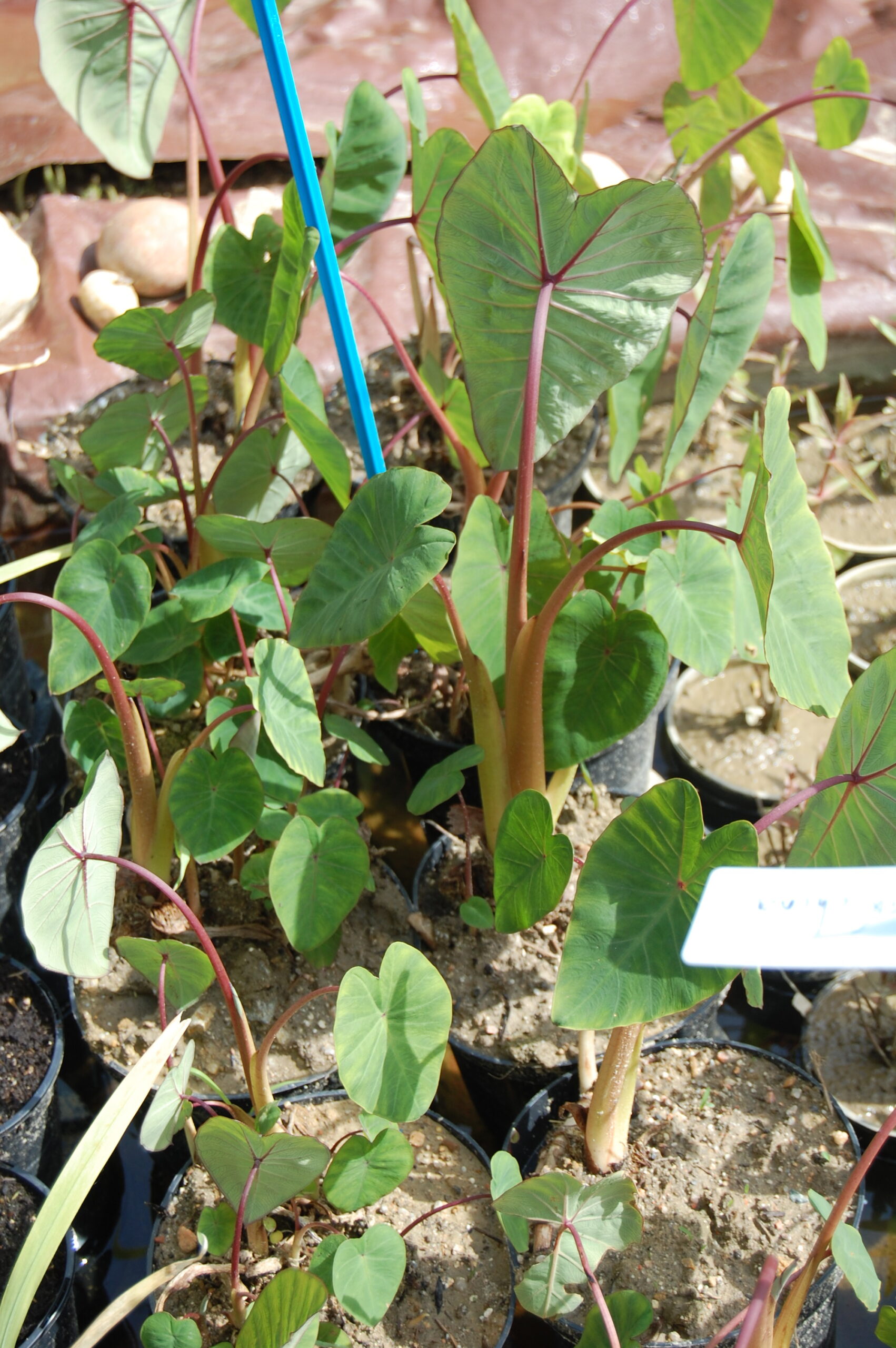 acheter Colocasia Pink China for sale buy on line (6)