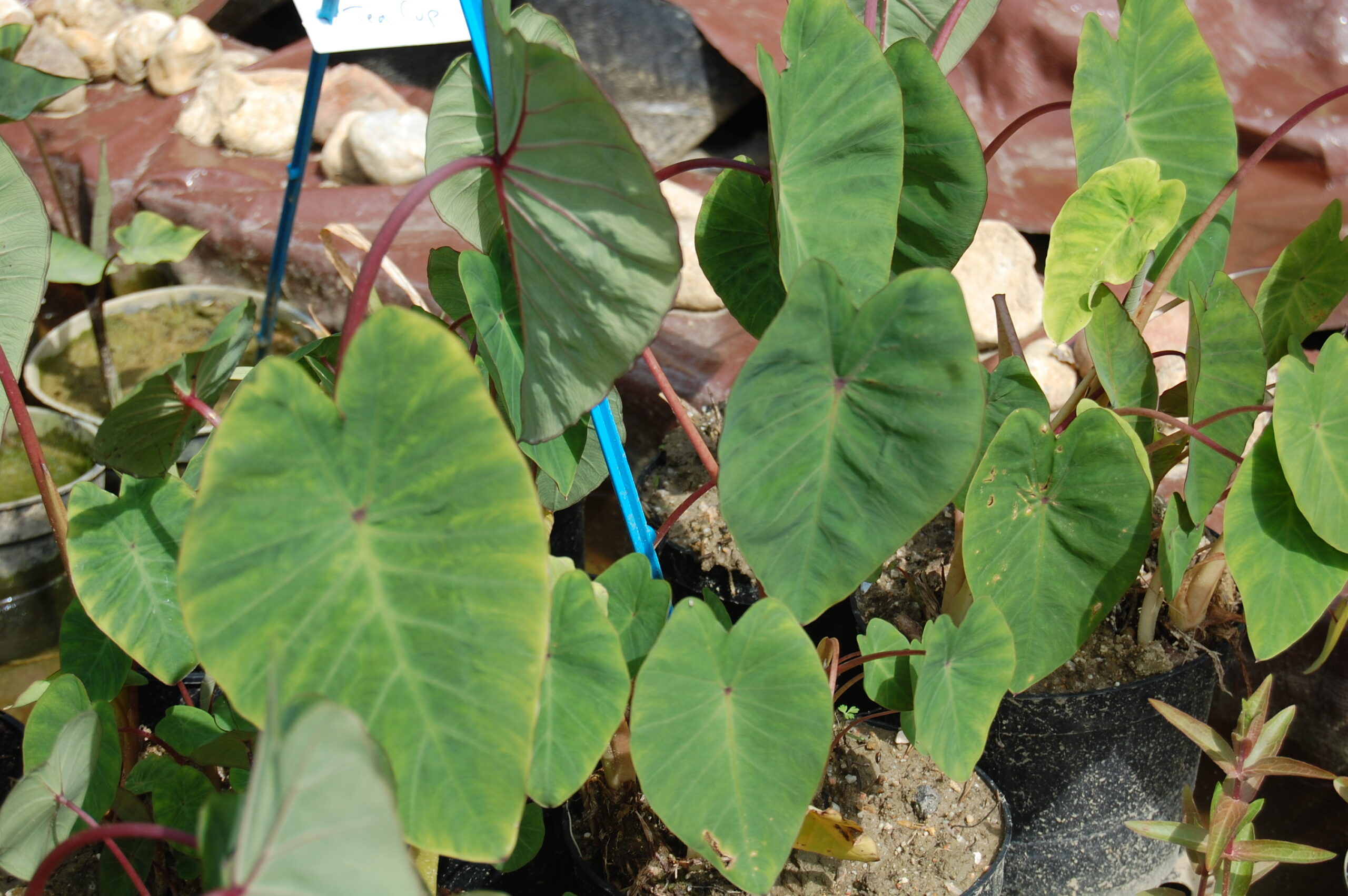 acheter Colocasia Pink China for sale buy on line (8)