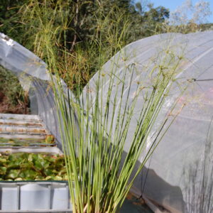 acheter Cyperus Giganteus for sale buy on line papyrus geant (2)