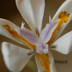 acheter Dietes Grandiflora for sale buy on line (1)